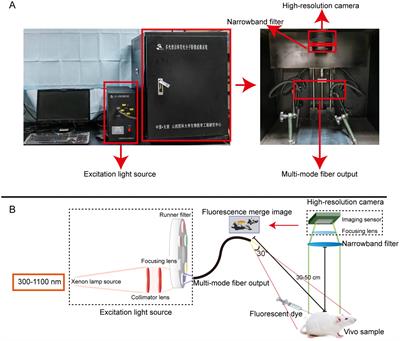 Realizing real-time optical molecular imaging in peripheral nerve tissue via Rhodamine B